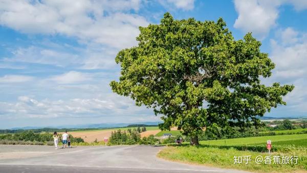 富良野和美瑛的花儿都开好了 在油画般的花田里骑行才是正经事 知乎