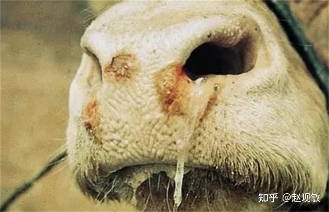 正常的牛的鼻子都有汗珠,生病的牛鼻子干燥,起皮,或者开裂,还有流鼻涕