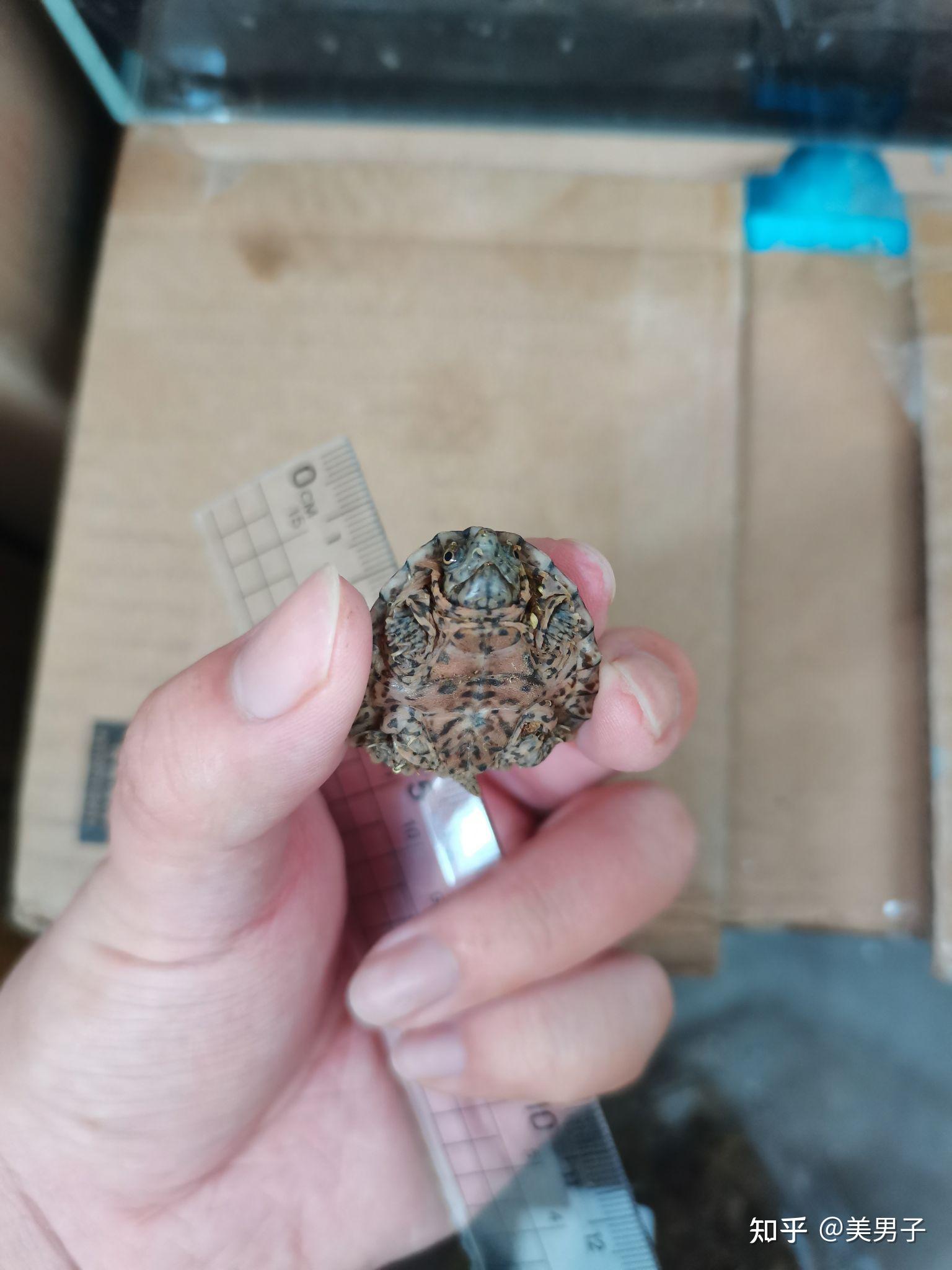 记录剃刀龟苗的饲养