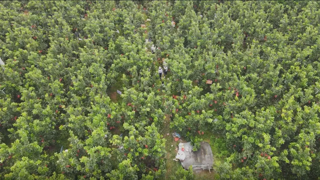 甜满中国福建平和三红蜜柚产地溯源活动圆满收官直播间爆卖175万斤