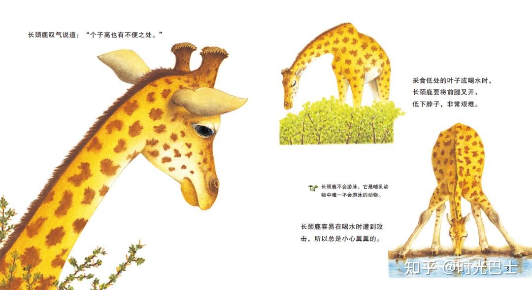 孩子9岁前绝不能错过的科普绘本宾果儿童自然科学系列大长腿长颈鹿