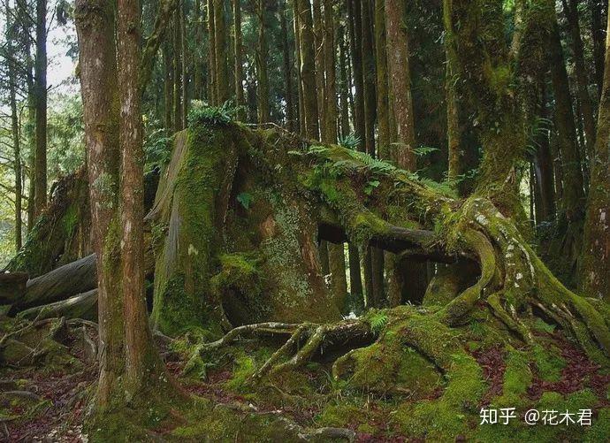 台湾宝岛上特有的国家珍稀濒危名贵树种:红桧 - 知乎