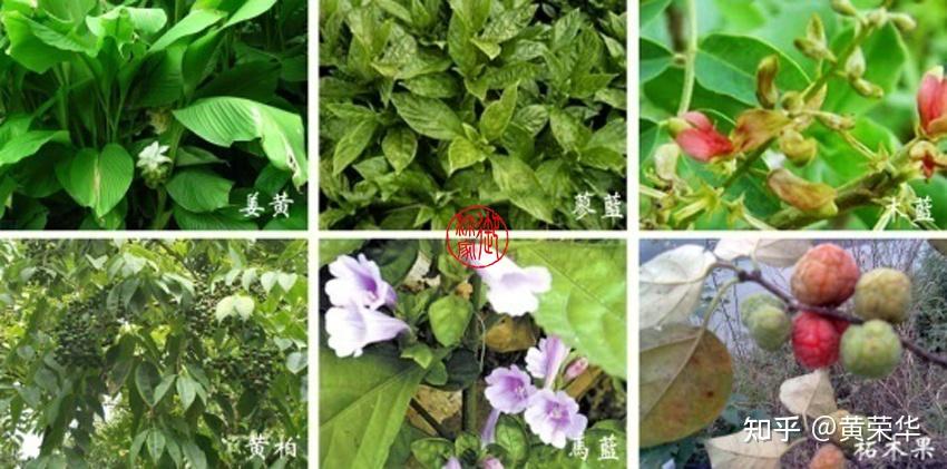 植物染料的分类 - 知乎