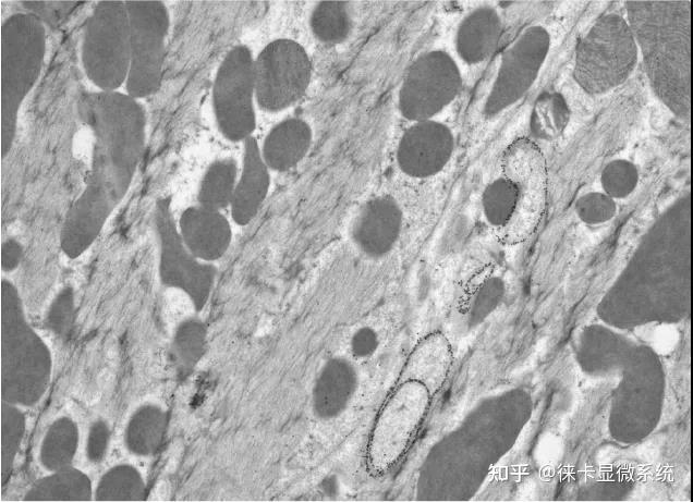 徕卡超薄切片技术介绍 - 知乎
