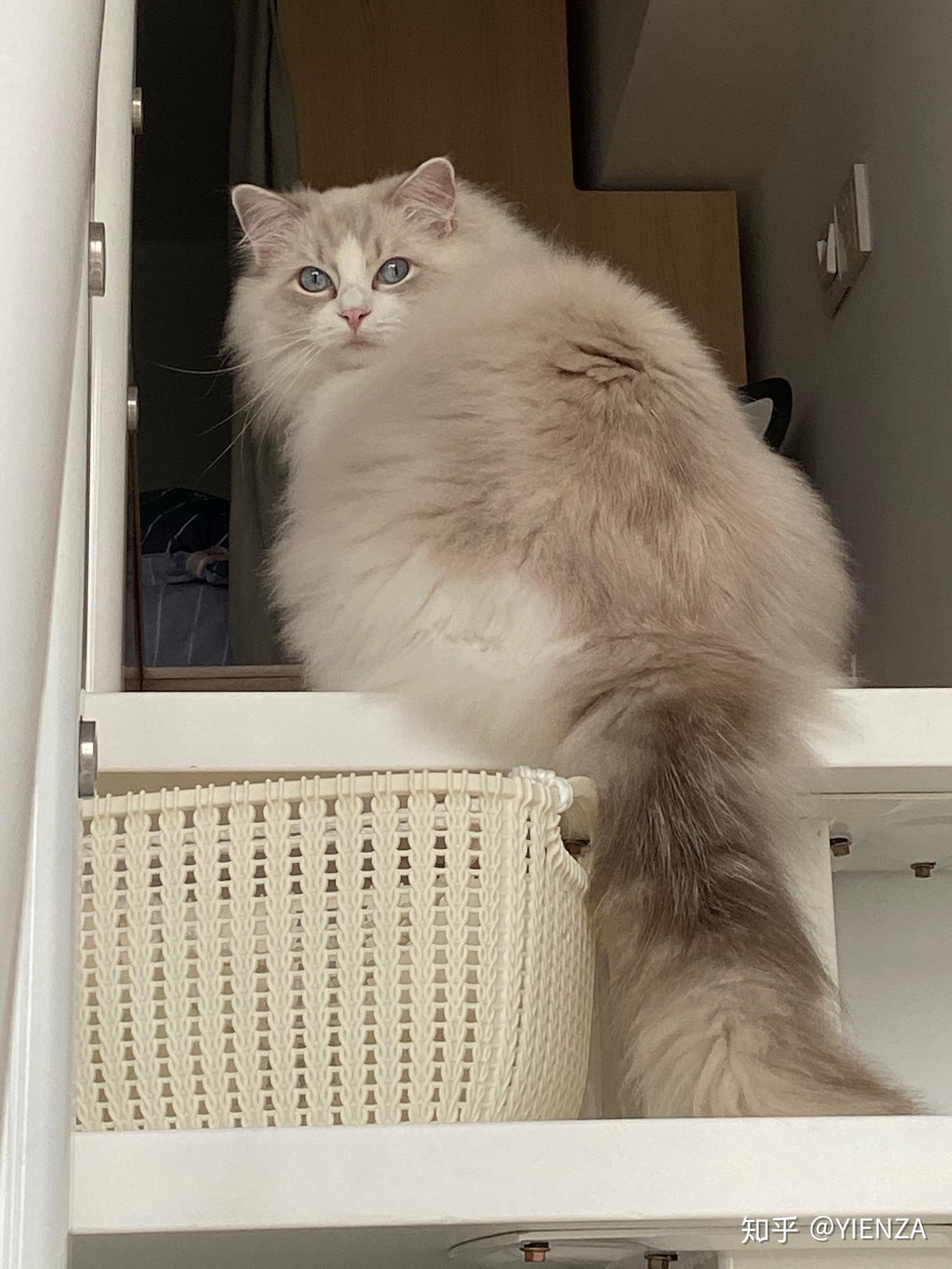 怎么样布偶猫才算是爆毛?