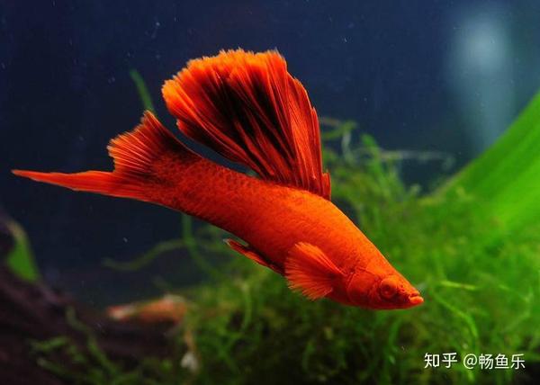 红剑鱼怎么养红剑鱼饲养方式
