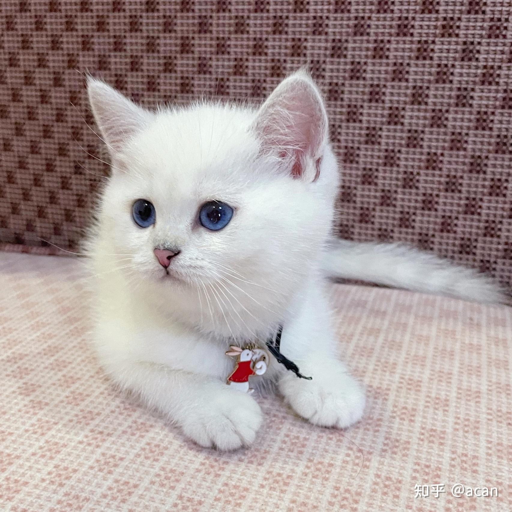 银点猫眼睛变色过程