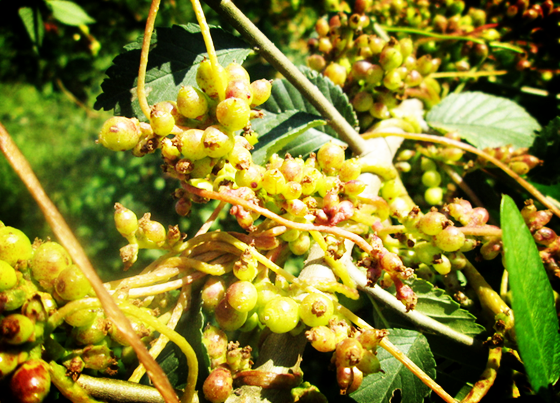 虽说菟丝子基本上没有什么副作用,但是是药三分毒,孕妇,血崩者,阳强