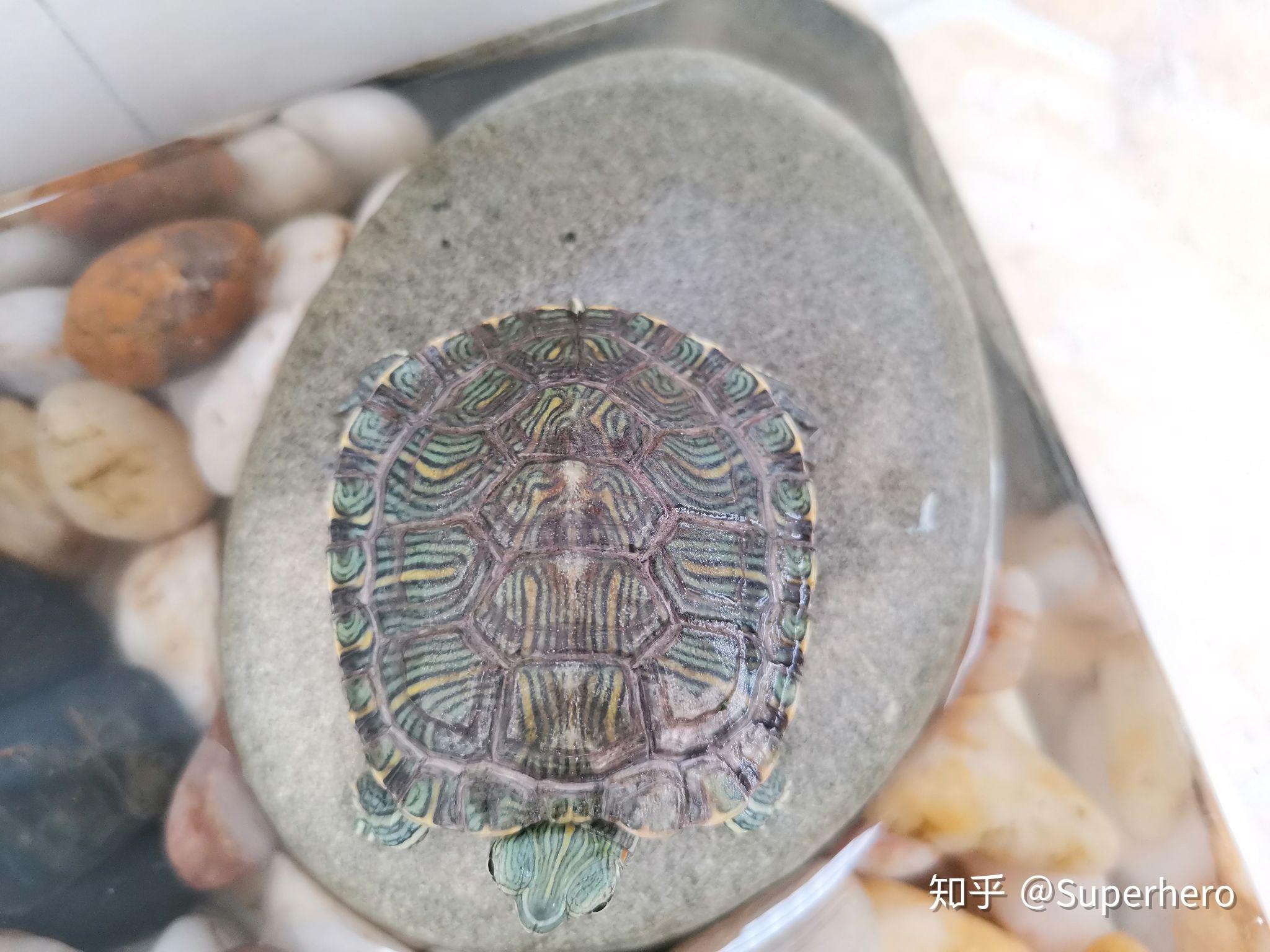 帮我看看龟壳怎么了 - 知乎