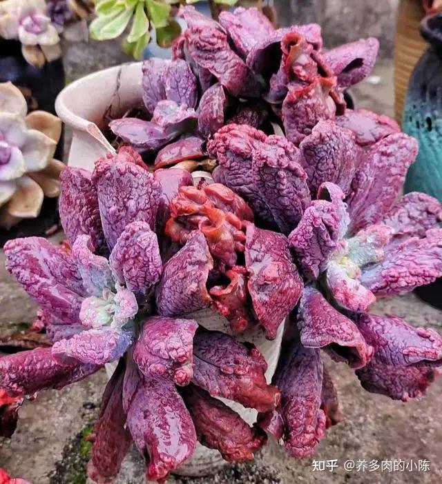 新疆网友养的狂野男爵多肉这状态绝了跟名字一样拉风