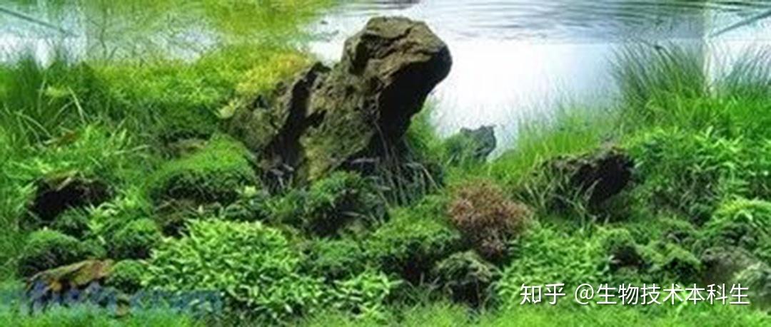 好看的鱼缸造景图 v2-0af4309db7b0b72bd6213158652bf4d1_r.jpg