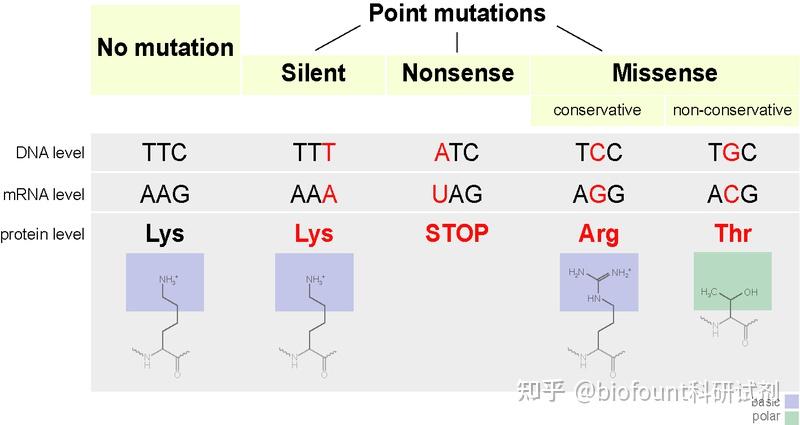 Mutation Meaning In English