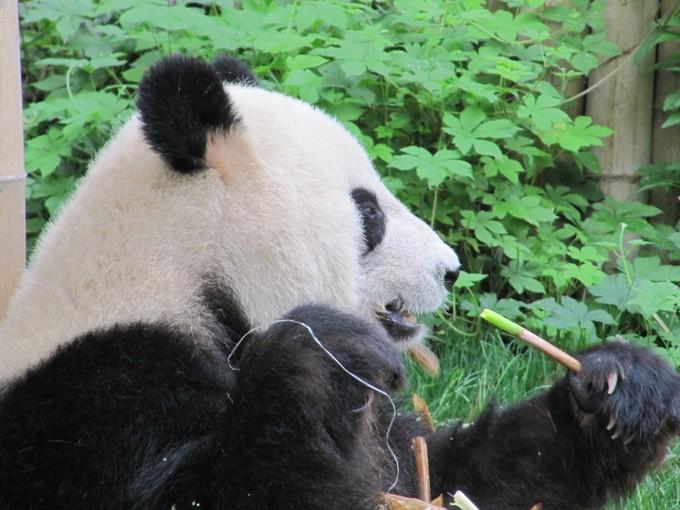 为什么陕西的熊猫比四川的熊猫好看?