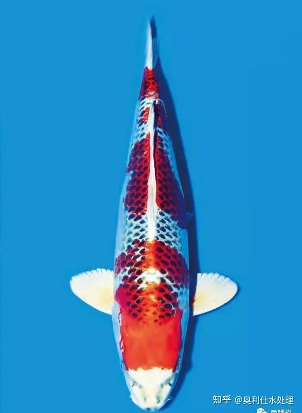 3系gt尾门tianjie_龙纹短鲷为什么叫短鲷之王_短鲷尾系