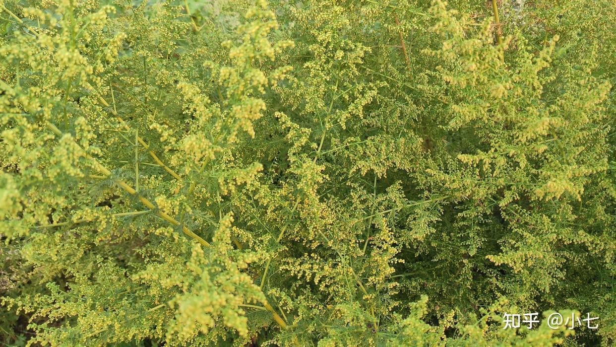 黄花蒿:青蒿、臭蒿,曾挽救400万人生命,有多珍贵? - 知乎