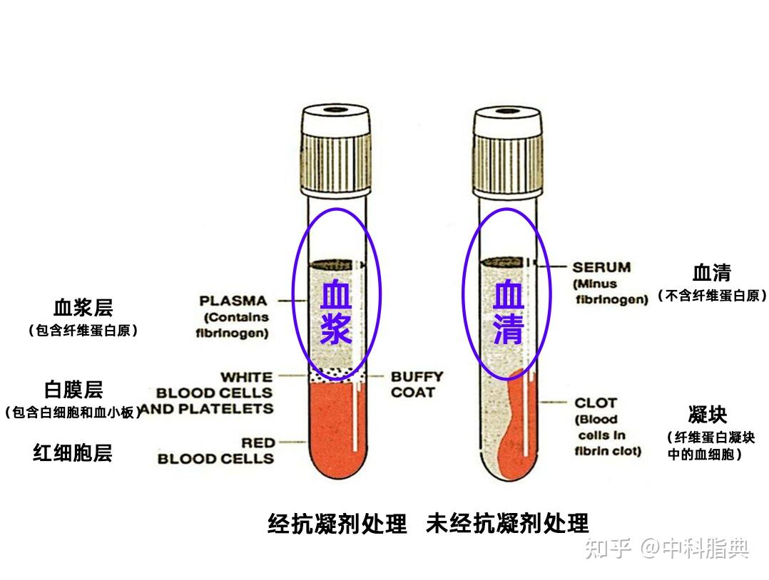 组学研究中血清和血浆样本怎么选?一文读懂! - 知乎