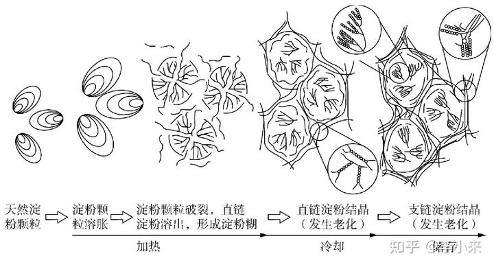 淀粉糊化老化示意图