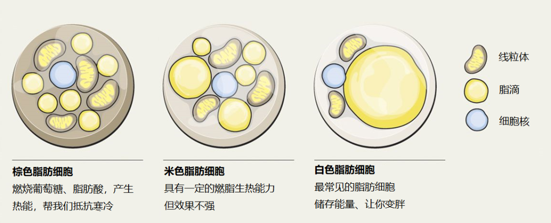 易瘦體質終極攻略你也可以輕鬆瘦