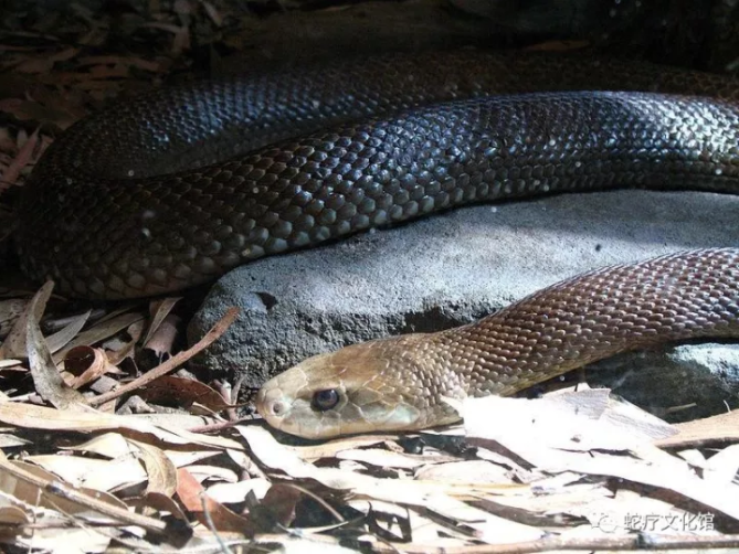 世界上陆地排行第一毒蛇,毒性是眼镜王蛇20倍!被它要到只能宣布死亡