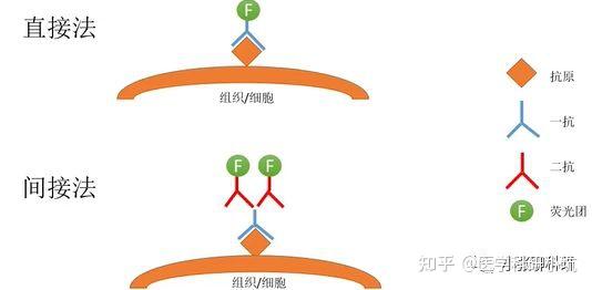 免疫荧光最全攻略：从protocol到问题解决方案汇总 - 知乎