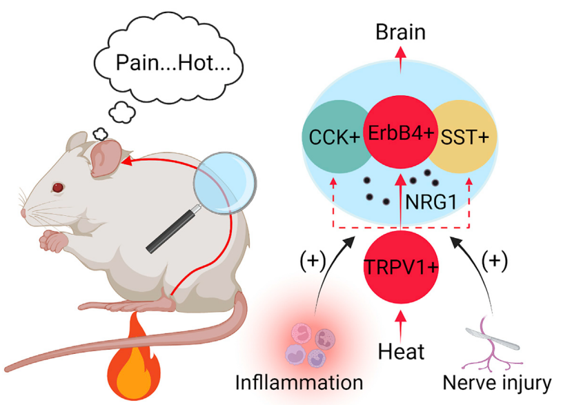 Neuron:脊髓神经元调控伤害性热刺激感受新机制 - 知乎