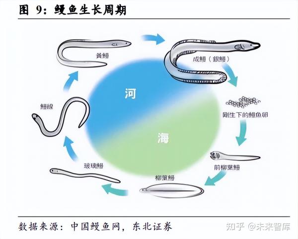 天马科技研究报告:鳗鱼产业纵向一体,饲料业务横向扩张 - 知乎