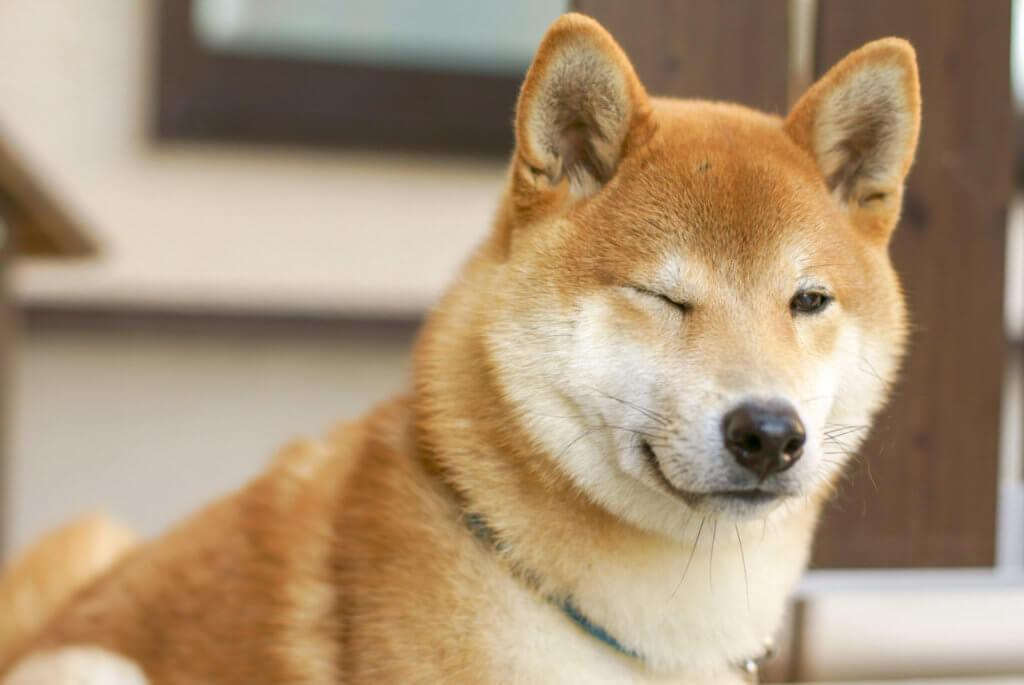 除了柴犬和秋田犬 日本原产犬还有这些 知乎 除了柴犬和秋田犬 日本原产犬还有这些 知乎