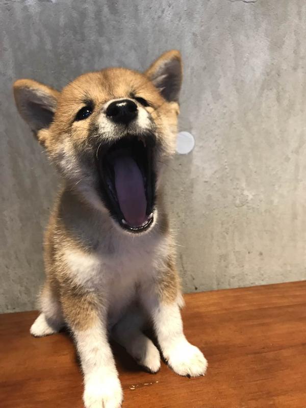 养柴犬是种怎样的体验