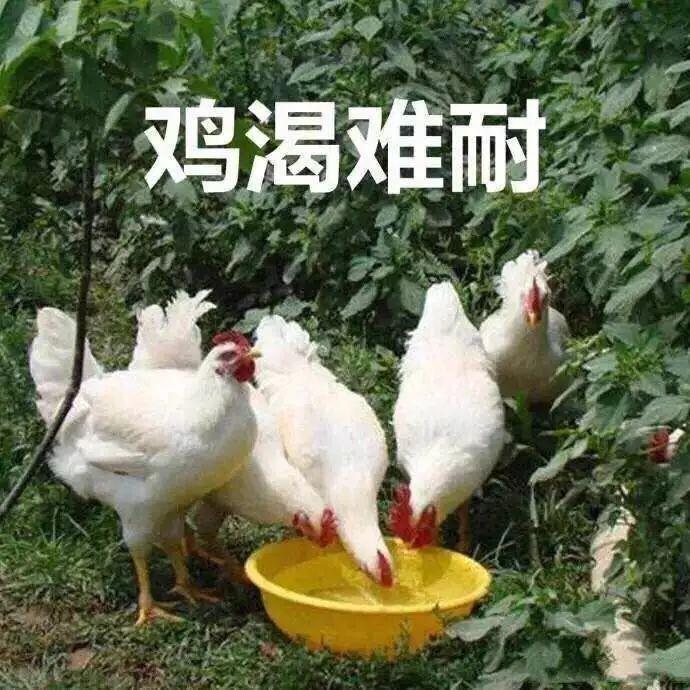 骚鸡表情包 - 知乎