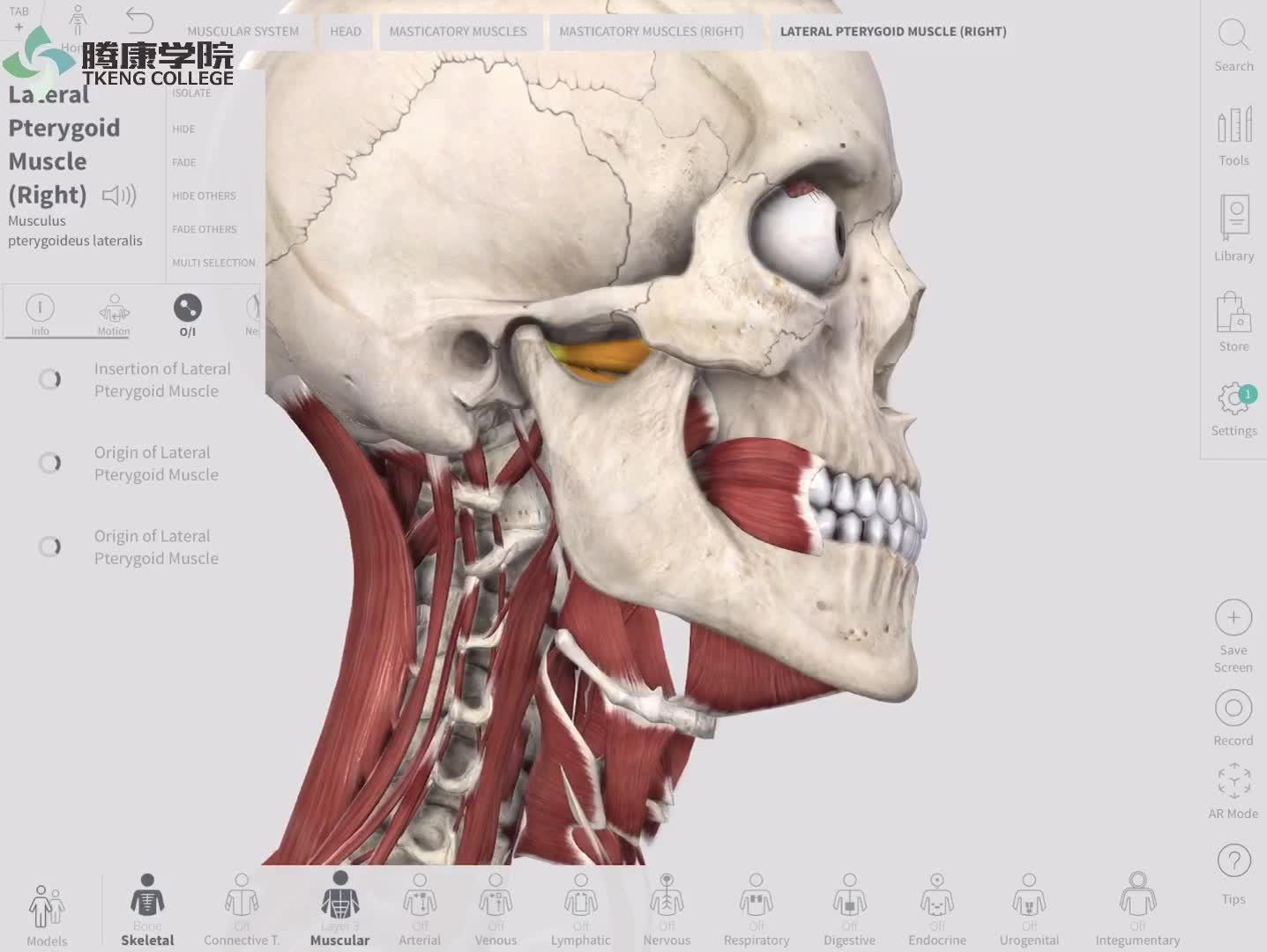 功能解剖|最长肌