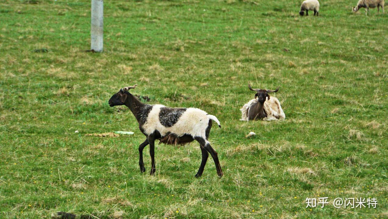 欧拉羊是藏系绵羊种,因为体格大肉质鲜美,成为了藏区种羊,用以改良肉