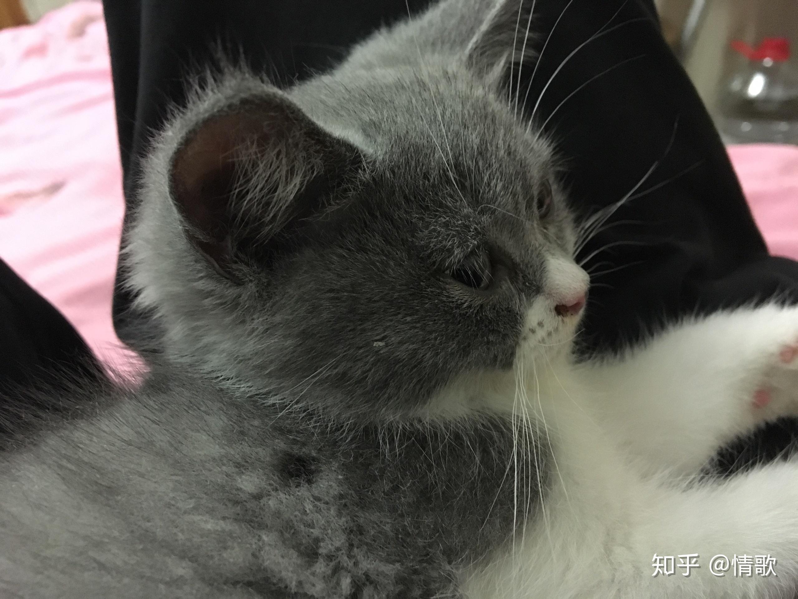 猫咪尴尬期有多尴尬