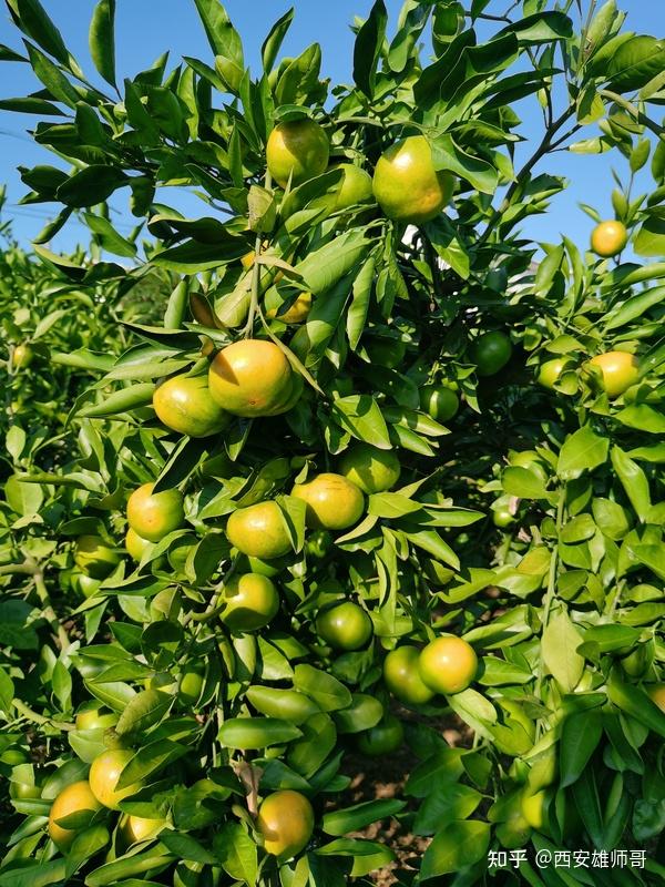 当阳凤凰山柑橘色泽鲜艳皮薄肉厚好甜