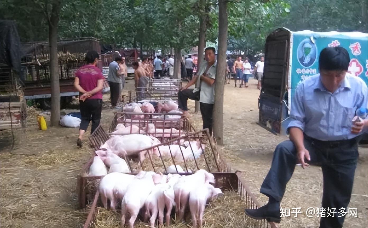 猪价止步24元,仔猪价格止步50元!猪市“繁荣假象”要结束了? - 知乎