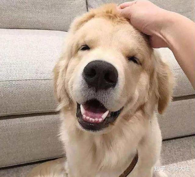 出现这5种现象,证明你养得好 - 知乎