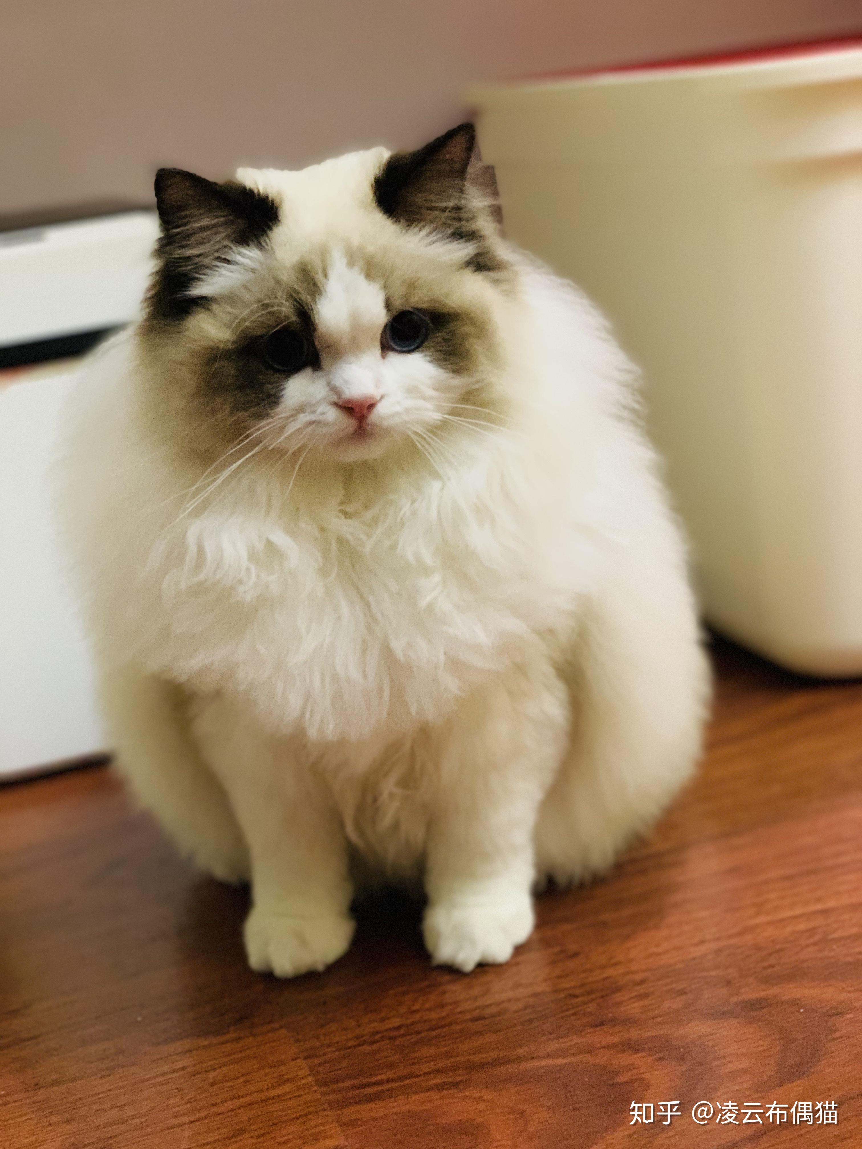 波斯系布偶猫的成长