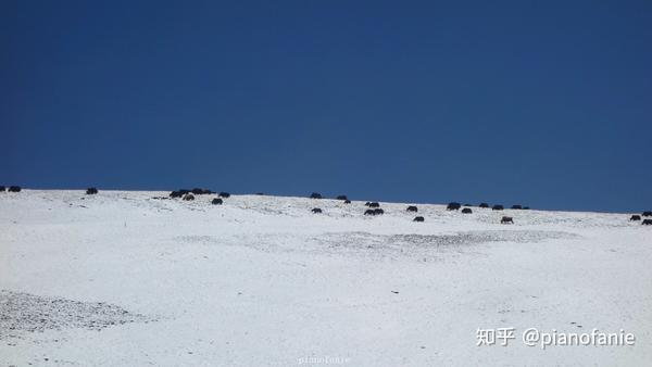 音乐欣赏】康定情歌- 知乎