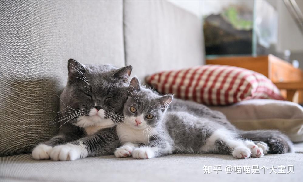 关于猫咪“交配”的知识,你了解多少? - 知乎