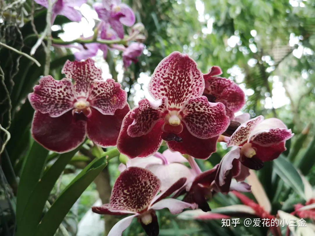 万代兰:不需要土壤的兰花战士 - 知乎