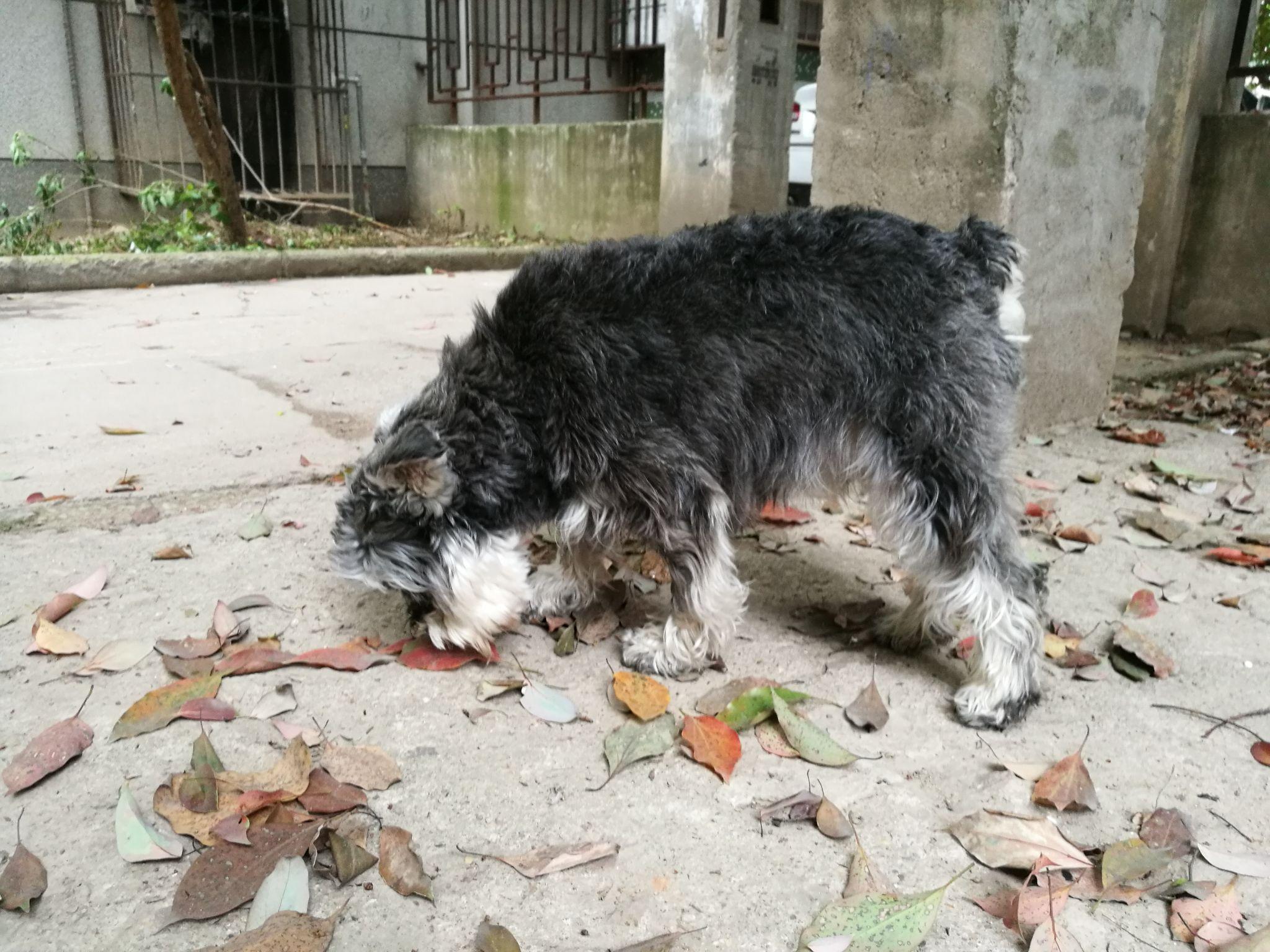 养了雪纳瑞,太能吃了 跟饿死狗投胎似的 习惯也