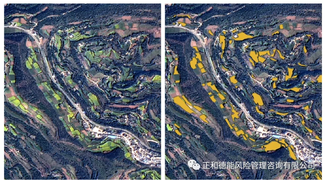 水稻种植面积分布-无人机影像图作物分类利用遥感识别不同农作物类型