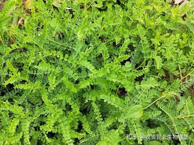 中藥材黃芪壯根靈多少錢中藥材黃芪壯根膨大肥料