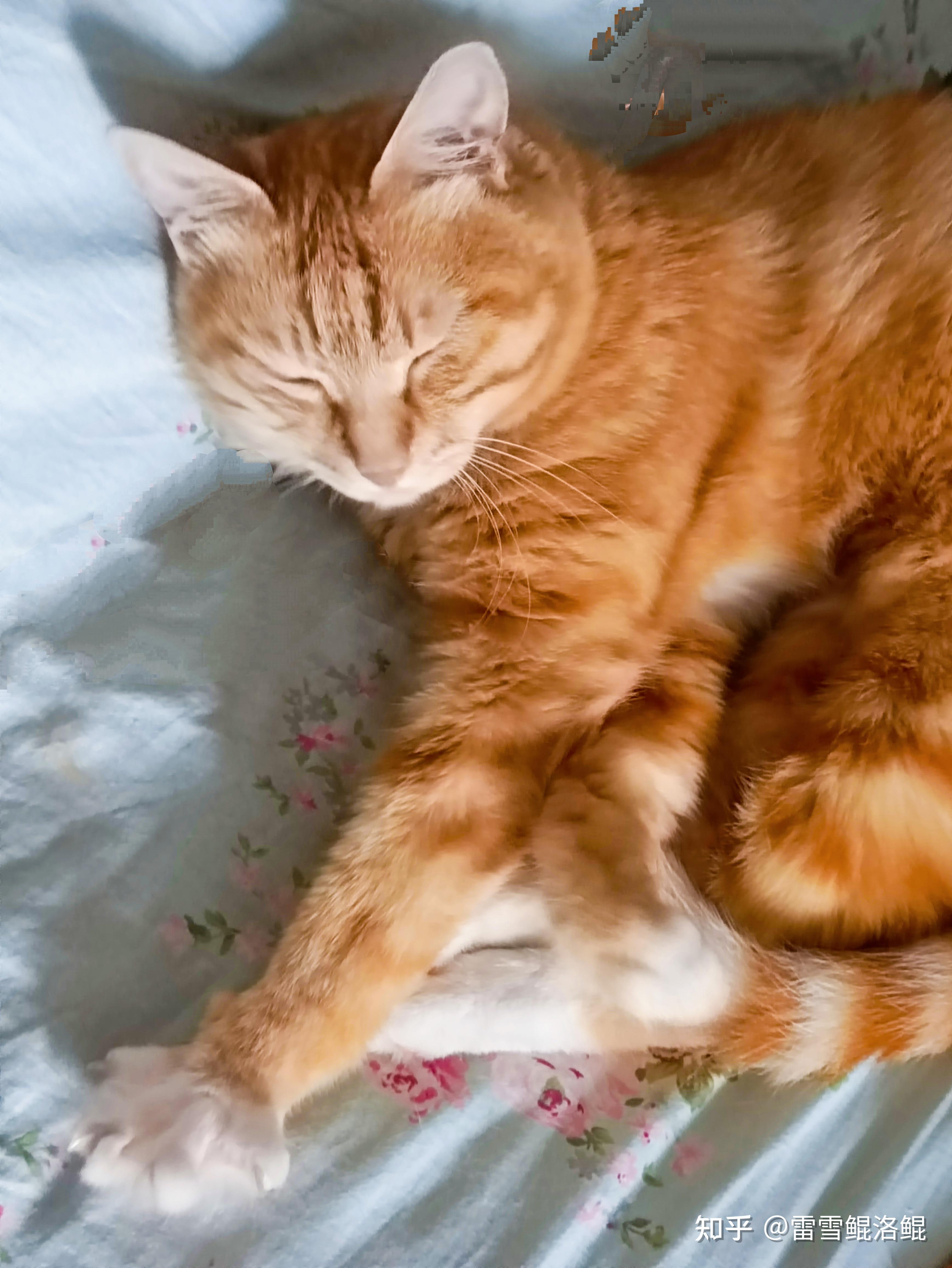 橘猫洛洛宅家记录02.胖橘一天睡够24小时 - 知乎