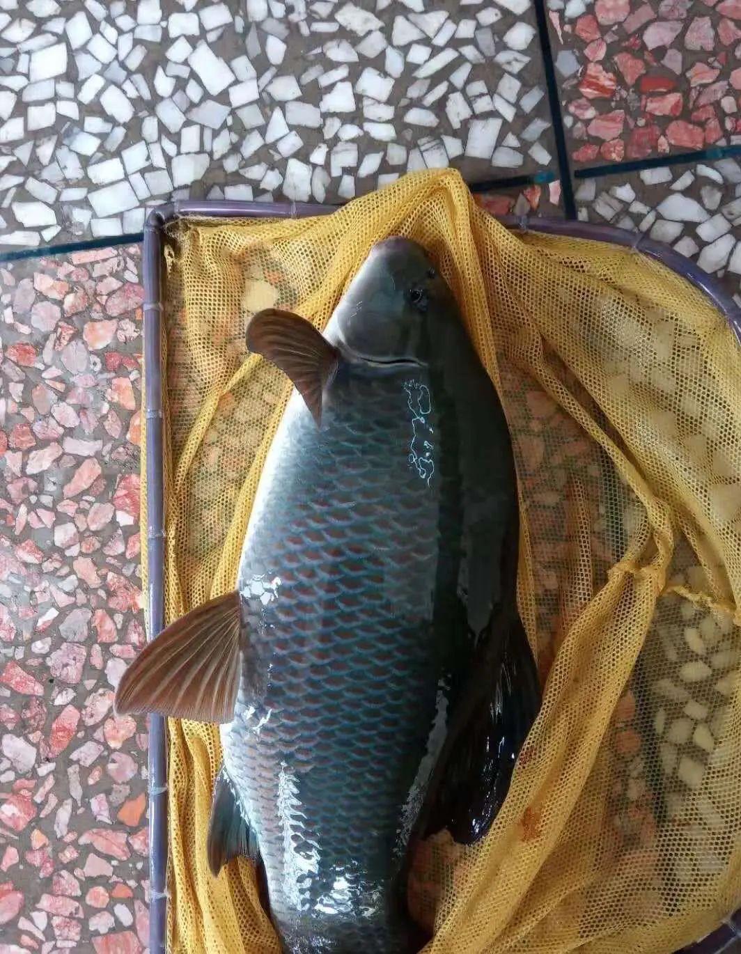重庆俗称青龙棒的鱼图片