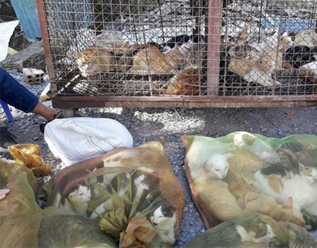 活剥溺死揭秘越南血淋淋的猫肉市场