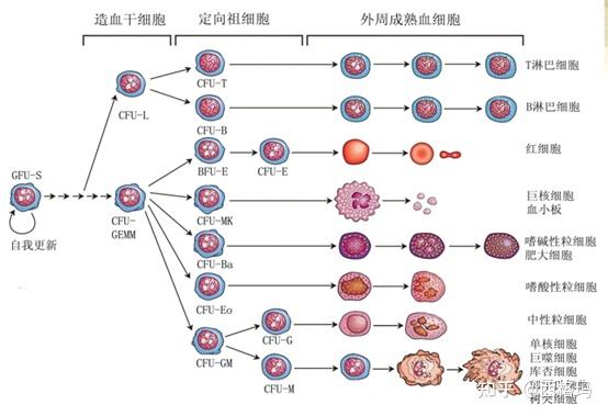 血液血浆血细胞概念图图片