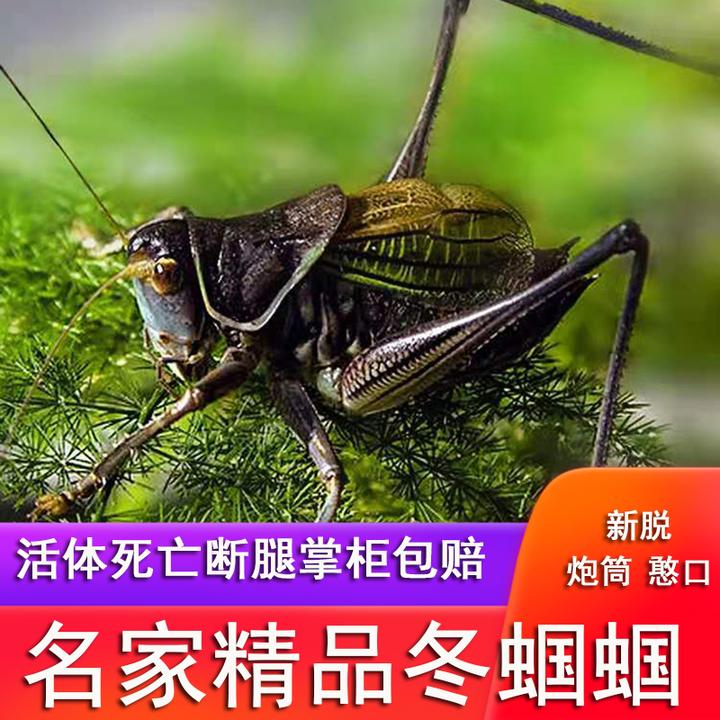 蝈蝈如何预防排精包?其实还要从改善伙食开始,以素食为主的原因