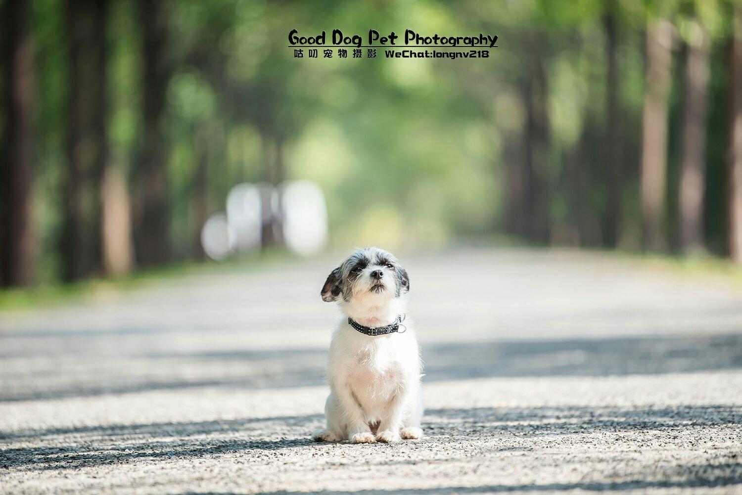 萌宠小大人之尤达篇