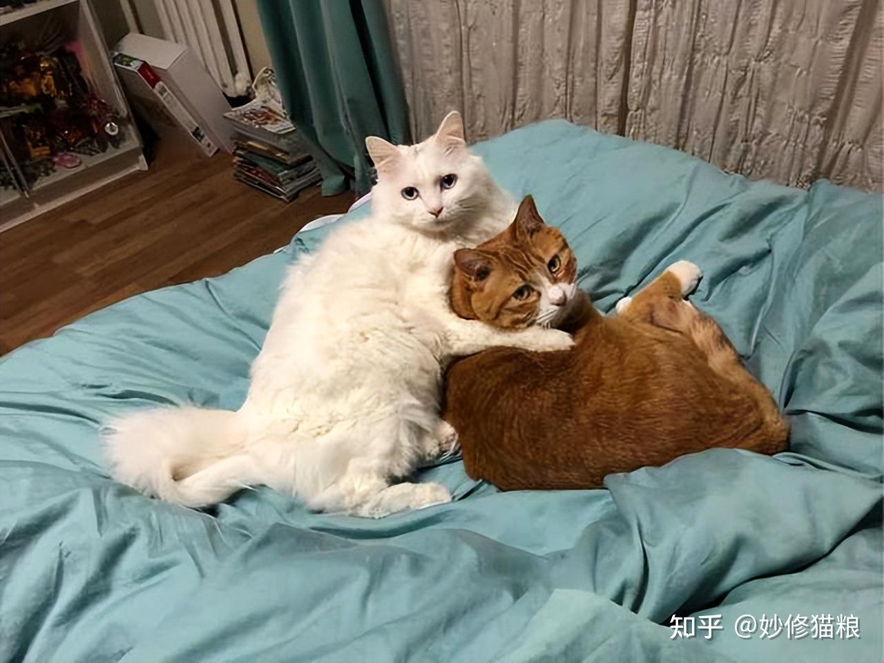 关于“猫咪交配”的那些冷知识,你知道多少? - 知乎