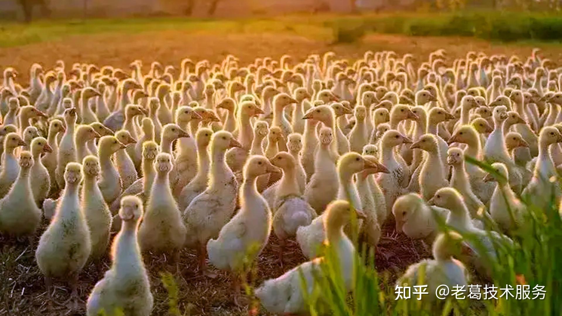 第二章鹅的生物学特性 第十二节 鹅的生活习性学【家禽养殖大讲堂】 - 知乎